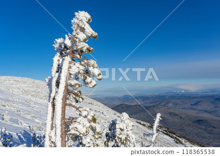 A small dwarf pine tree grows on top of a mountain in harsh conditions: cold, wind, rocky soil. Into the wild 118365538