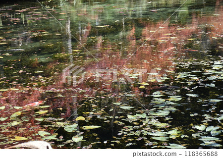 無名池塘（被稱為莫奈池塘） 118365688