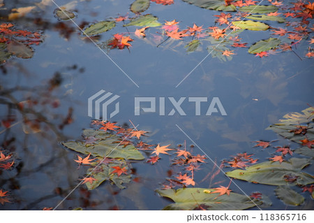Nameless pond (known as the pond of Monet) Nameless pond (known as the pond of Monet) 118365716