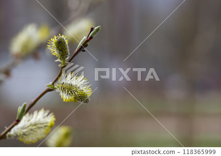 Yellow catkins Salix caprea blooming in spring Yellow catkins Salix caprea blooming in spring 118365999