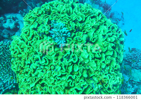 Organic texture of Elephant skin hard coral (Pachyseris speciosa) as an abstract background. green coral in the red sea Egypt 118366001