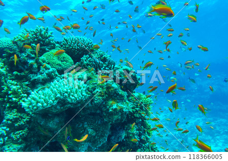 Coral Reef at the Red Sea,Egypt. coral yellow fish 118366005