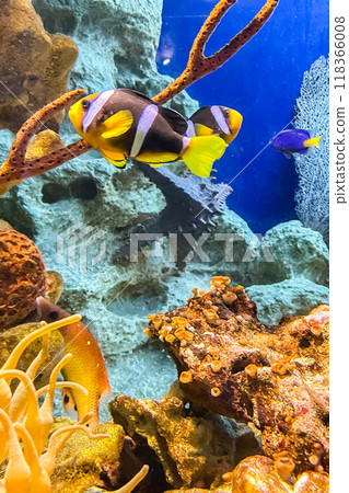 Lovely juvenile Yellowtail clownfish (Amphiprion clarkii) in Beautiful Sea Anemones Lovely juvenile Yellowtail clownfish (Amphiprion clarkii) in Beautiful Sea Anemones 118366008
