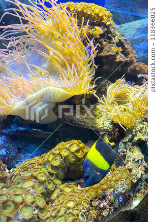 underwater image of an Actiniaria - Sea Anemone 118366025