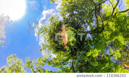 360-degree photo: The mysterious world of Little Planet: A light-filled walk through the forest in summer 118366203