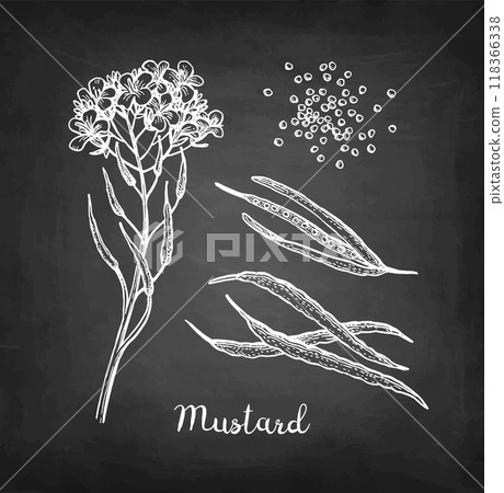 Mustard condiment chalk sketch. Mustard condiment chalk sketch. 118366338