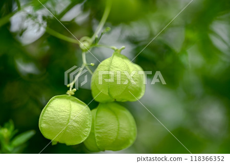 富森克魯茲 富森克魯茲 118366352