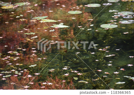 Nameless pond (known as the pond of Monet) 118366365