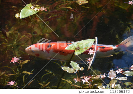 Nameless pond (known as the pond of Monet) 118366373