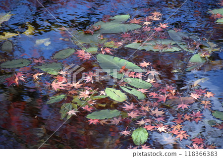 Nameless pond (known as the pond of Monet) Nameless pond (known as the pond of Monet) 118366383