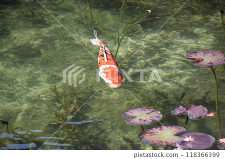 無名池塘（被稱為莫奈池塘） 118366399