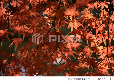 Autumn leaves Autumn leaves 118366401