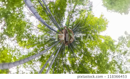 360-degree photo: The mysterious world of Little Planet - A walk through the bamboo forest 360-degree photo: The mysterious world of Little Planet - A walk through the bamboo forest 118366453