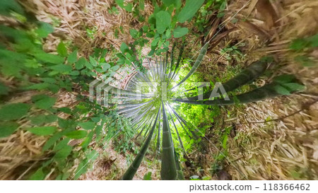 360度拍照:小星球的神秘世界:竹林步道 360度拍照:小星球的神秘世界:竹林步道 118366462