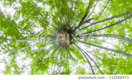 360度拍照：小星球的神秘世界：竹林步道 118366473