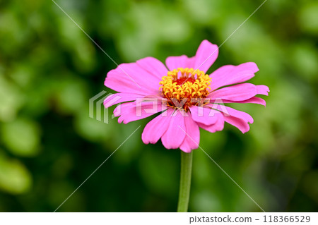 百日草 118366529