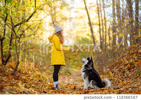 Beautiful young woman in a yellow coat walks in an autumn park with her pet husky. Beautiful young woman in a yellow coat walks in an autumn park with her pet husky. 118366587