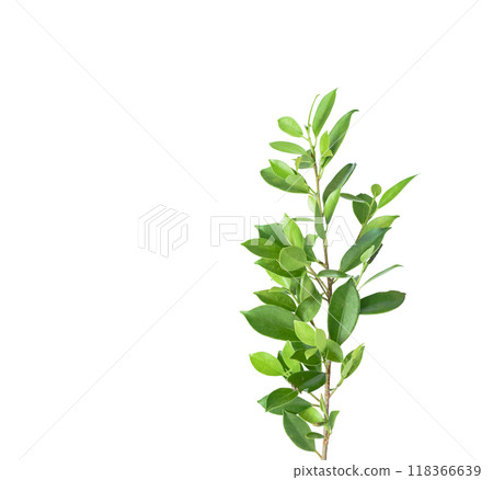 A cut out of Ficus benjamina leaves with clipping paths on a white background. The detailed structure and lush foliage are highlighted, emphasizing natural beauty and form of trees. A cut out of Ficus benjamina leaves with clipping paths on a white background. The detailed structure and lush foliage are highlighted, emphasizing natural beauty and form of trees. 118366639