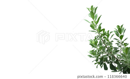 Cut out of Leucophyllum frutescens Texas Ranger plant with clipping paths, set against white background, highlighting silver gray of the plant foliage for use in designs of landscaping concepts. Cut out of Leucophyllum frutescens Texas Ranger plant with clipping paths, set against white background, highlighting silver gray of the plant foliage for use in designs of landscaping concepts. 118366640