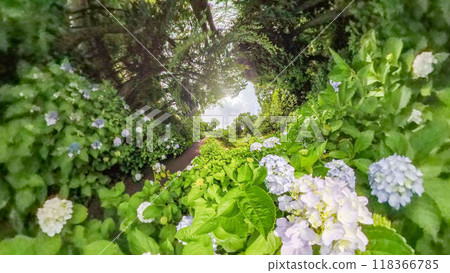 360-degree photo: The mysterious world of Little Planet: Hydrangea Garden 118366785
