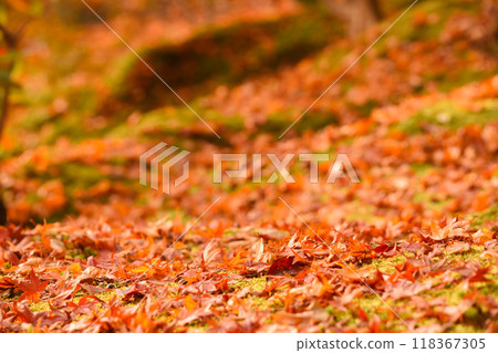 Autumn leaves carpet that fell to the ground 118367305