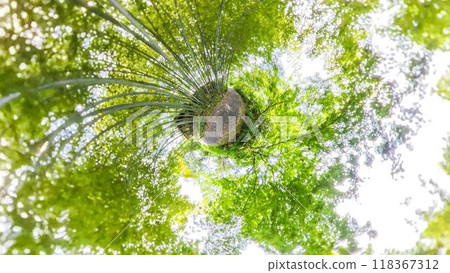 360-degree photo: The mysterious world of Little Planet - A walk through the bamboo forest 118367312