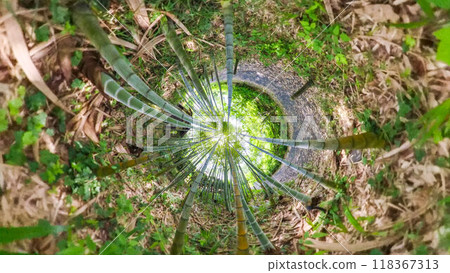 360-degree photo: The mysterious world of Little Planet - A walk through the bamboo forest 118367313