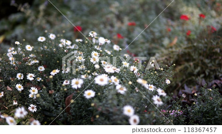 wild flowers of the grass wild flowers of the grass 118367457