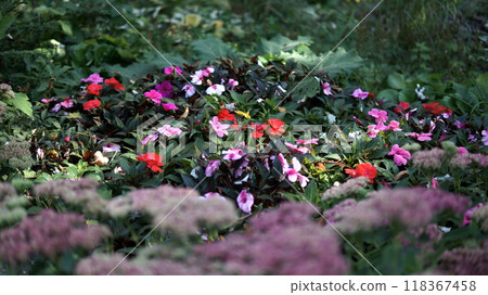 beautiful flowers in the garden beautiful flowers in the garden 118367458