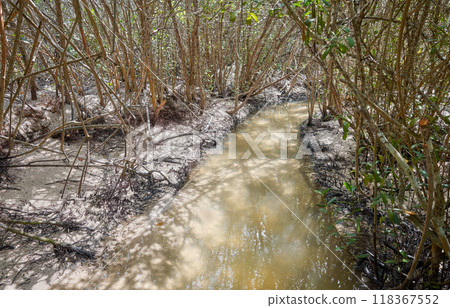 Mangrove forest on Santa Cruz Island, Galapagos National Park, Ecuador. 118367552