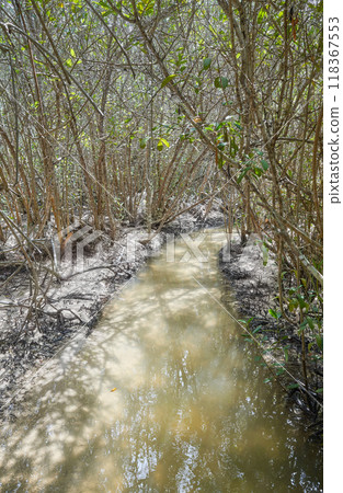 Mangrove forest on Santa Cruz Island, Galapagos National Park, Ecuador. 118367553