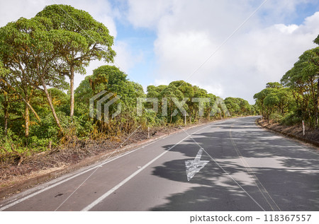 Asphalt road on Santa Cruz Island, Galapagos National Park, Ecuador. 118367557