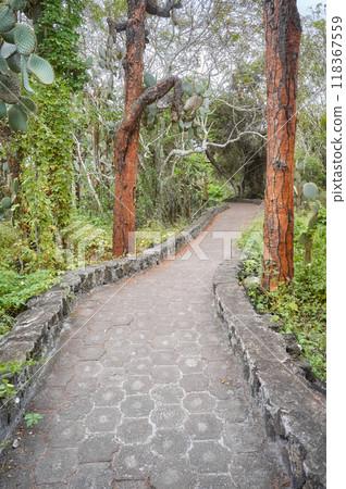 Trail by giant opuntias (Opuntia galapageia) on Santa Cruz Island, Galapagos National Park, Ecuador. 118367559