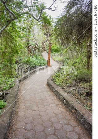 Trail by giant opuntias (Opuntia galapageia) on Santa Cruz Island, Galapagos National Park, Ecuador. 118367560