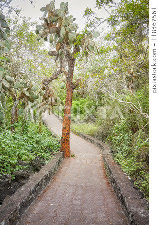 Trail by giant opuntias (Opuntia galapageia) on Santa Cruz Island, Galapagos National Park, Ecuador. Trail by giant opuntias (Opuntia galapageia) on Santa Cruz Island, Galapagos National Park, Ecuador. 118367561