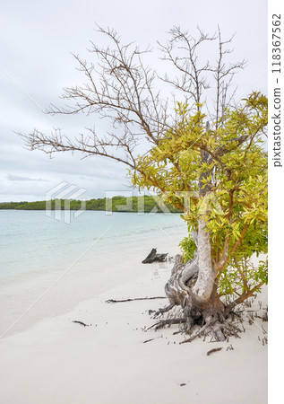 Tortuga Bay beach on Santa Cruz Island, Galapagos Islands, Ecuador. 118367562