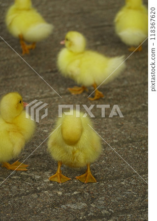The ducklings and the mother duck went out to find food on the farm. The ducklings and the mother duck went out to find food on the farm. 118367620