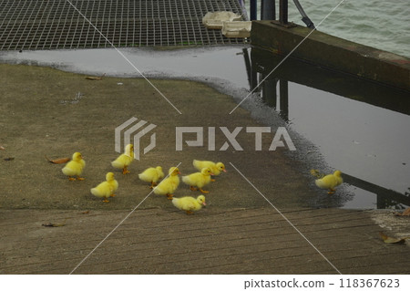 The ducklings and the mother duck went out to find food on the farm. 118367623