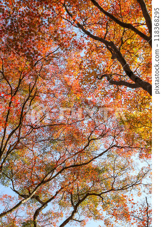 改變葉子的Momiji 改變葉子的Momiji 118368295