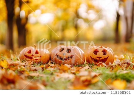 Set of sinister pumpkins lying on lawn with fallen leaves. Carved pumpkins for Halloween celebration Set of sinister pumpkins lying on lawn with fallen leaves. Carved pumpkins for Halloween celebration 118368501