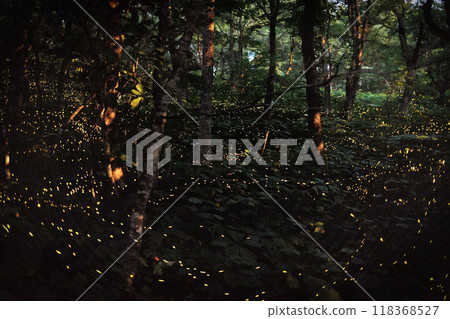 Fireflies on Mount Orizume (Iwate Prefecture) 118368527