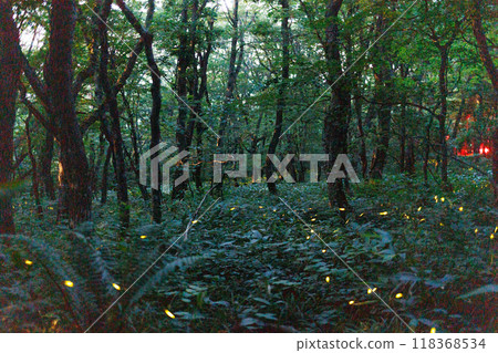 Fireflies on Mount Orizume (Iwate Prefecture) Fireflies on Mount Orizume (Iwate Prefecture) 118368534