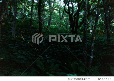 Fireflies on Mount Orizume (Iwate Prefecture) Fireflies on Mount Orizume (Iwate Prefecture) 118368542
