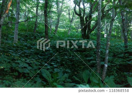 Firefly habitat on Mount Orizume (Iwate Prefecture) Firefly habitat on Mount Orizume (Iwate Prefecture) 118368558