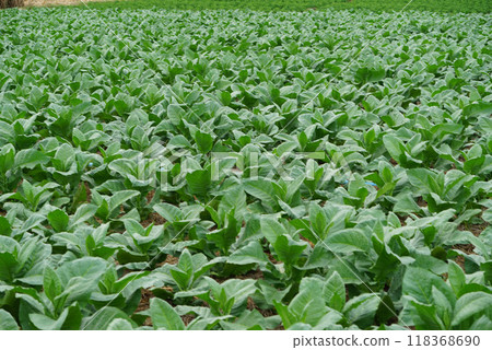 Planting a row of tobacco plants in a farmer's field. Planting a row of tobacco plants in a farmer's field. 118368690
