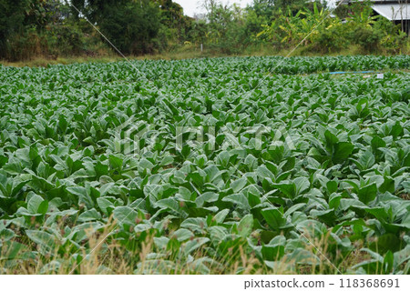 Planting a row of tobacco plants in a farmer's field. Planting a row of tobacco plants in a farmer's field. 118368691