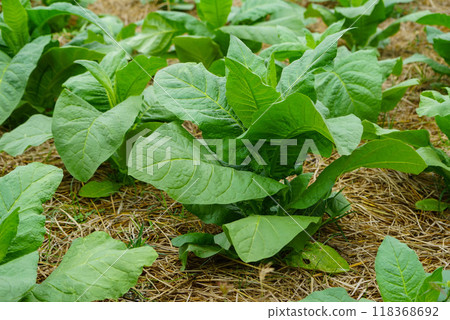 Planting a row of tobacco plants in a farmer's field. Planting a row of tobacco plants in a farmer's field. 118368692