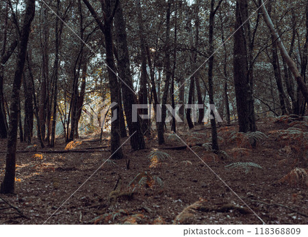 forest at sunset 118368809