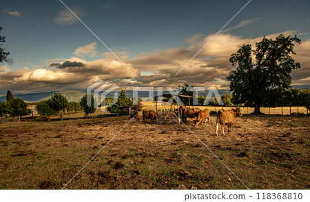 Outdoor cattle farming Outdoor cattle farming 118368810