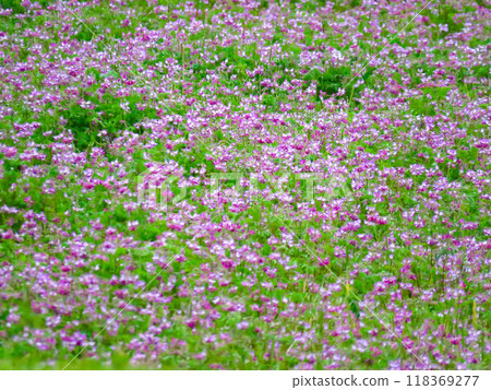 Astragalus field in full bloom 118369277